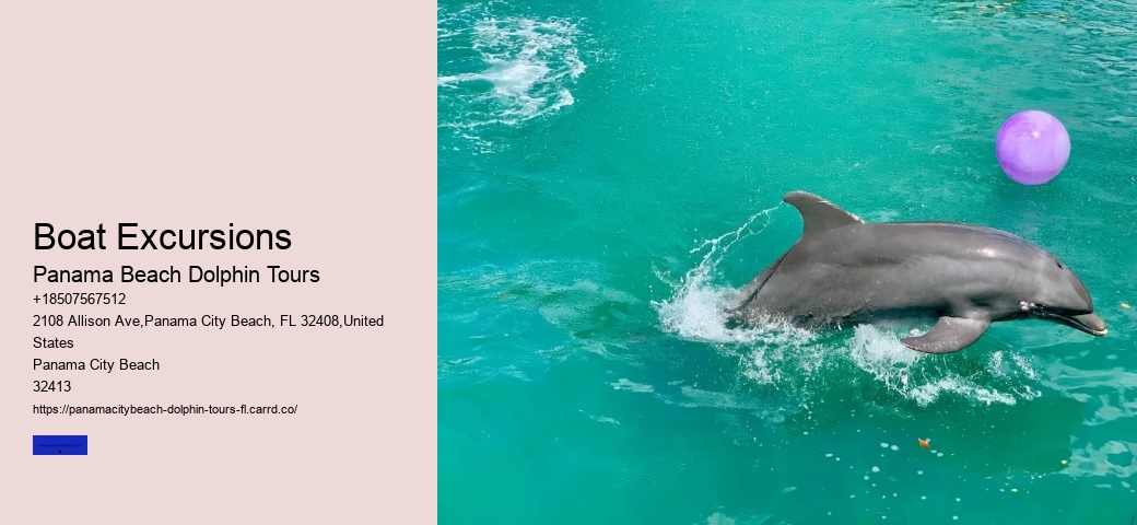 Dolphin Tours Near Panama City Beach