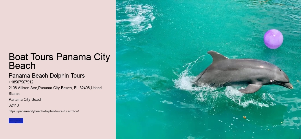 Is It Dolphin Season In Florida