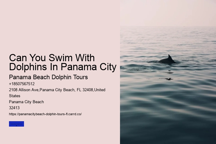 Can You Swim With Dolphins In Panama City