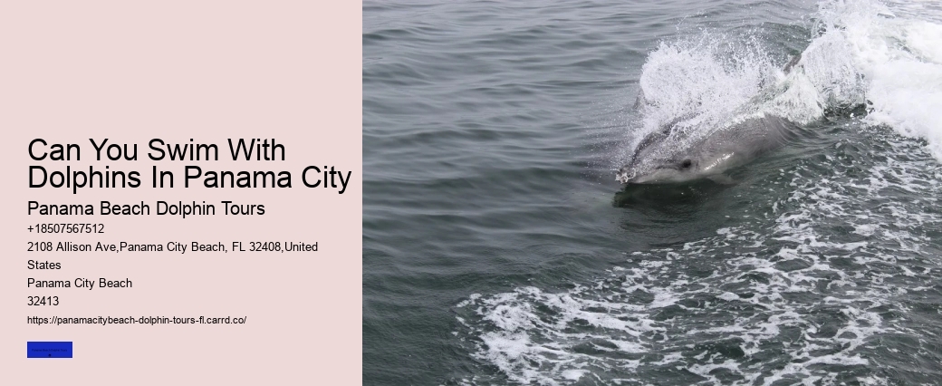 How Do You Spot Dolphins From Shore