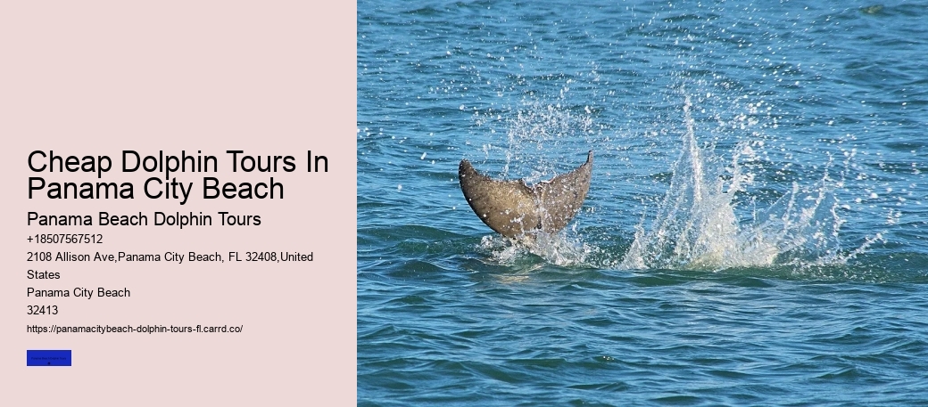 Cheap Dolphin Tours In Panama City Beach