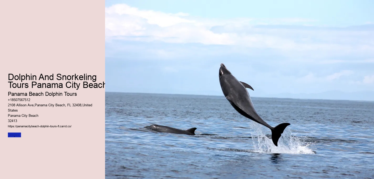 Dolphin And Snorkeling Tours Panama City Beach