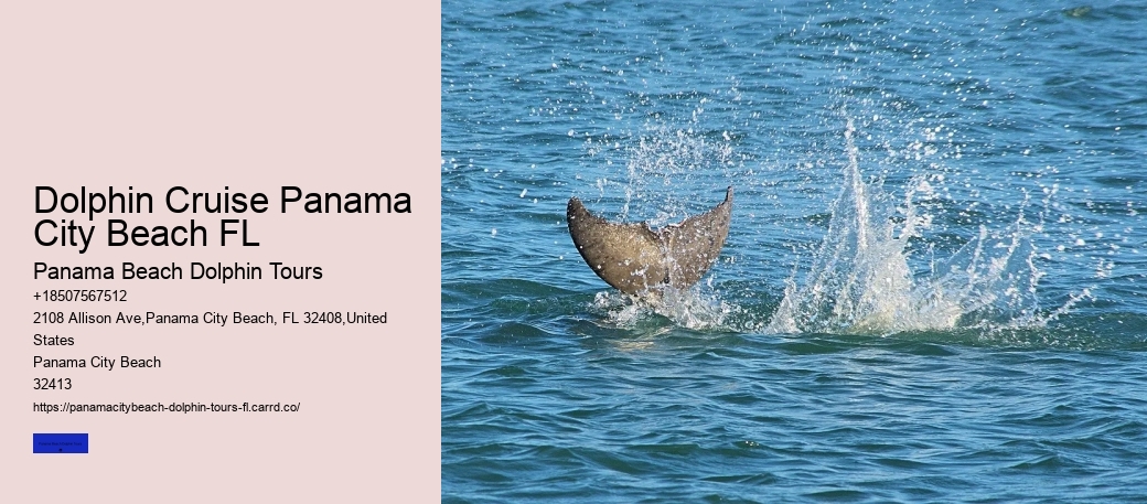 Panama City Dolphin Swim