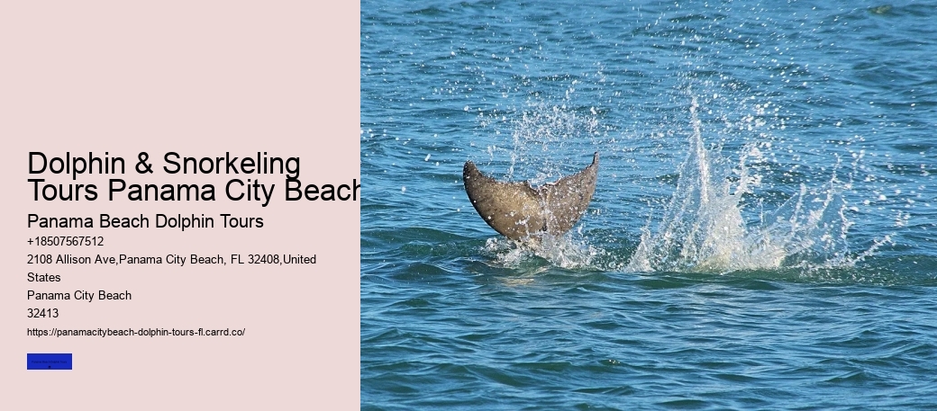 Dolphin & Snorkeling Tours Panama City Beach