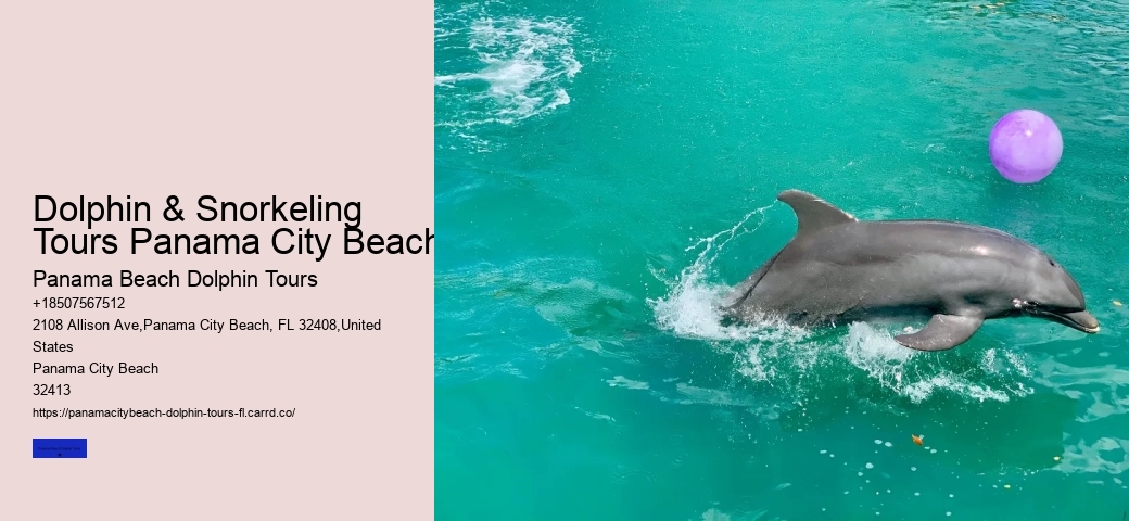 Cheap Dolphin Tours In Panama City Beach