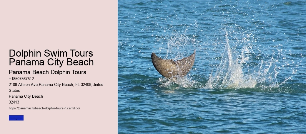 Dolphin Swim Tours Panama City Beach