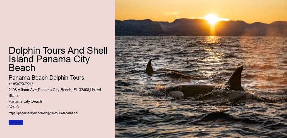 Dolphin Tours In Panama City Beach