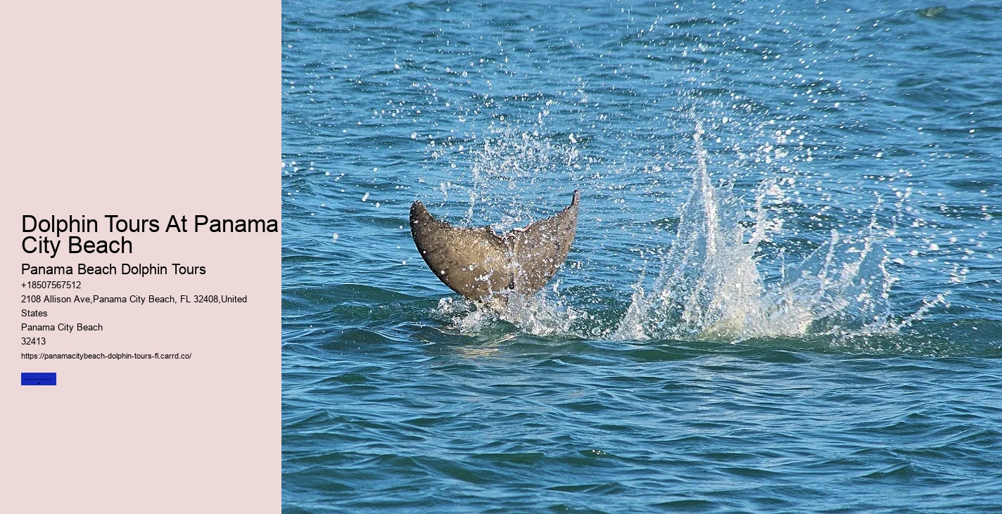 Can You Swim With Dolphins At Panama Beach