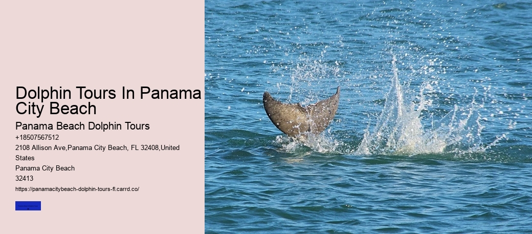 What Does It Mean When Dolphins Swim Around You