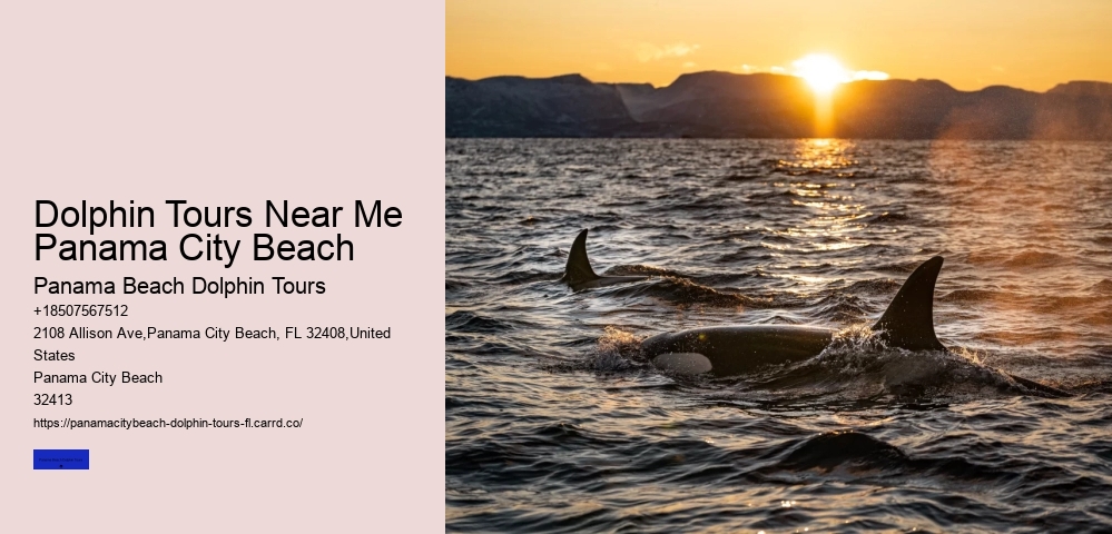 Why Should You Not Push A Beached Dolphin Back Into The Water