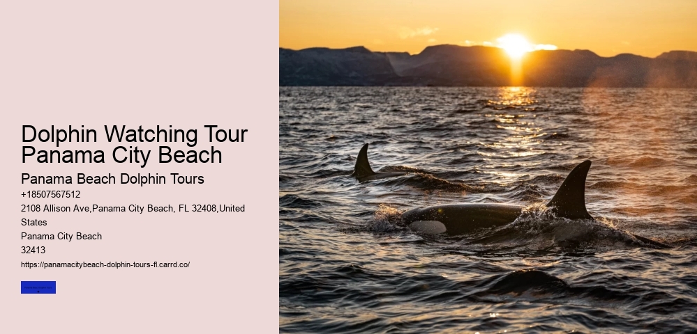 Dolphin Watching Tour Panama City Beach
