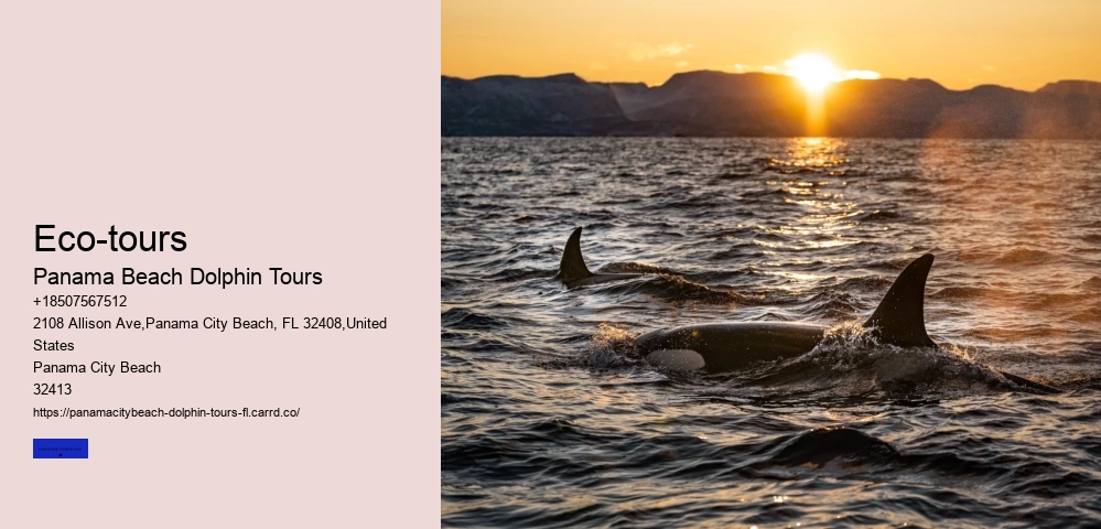 What Is The Best Place To Swim With Dolphins