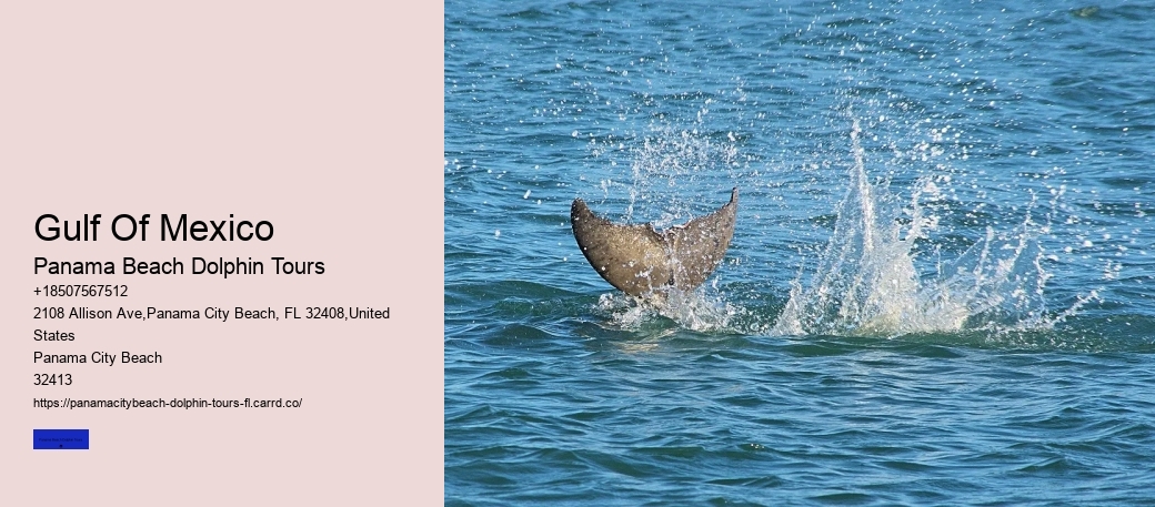 9 Great Dolphin Tours In Panama City Beach