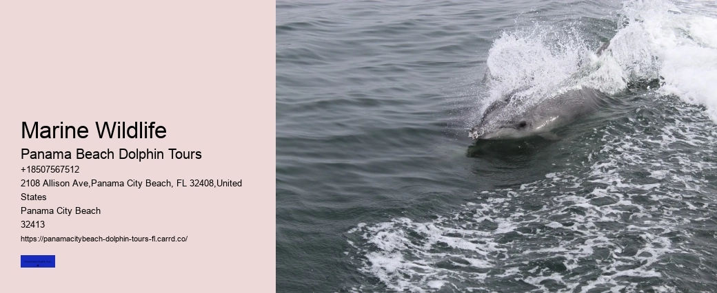 Diving With Dolphins