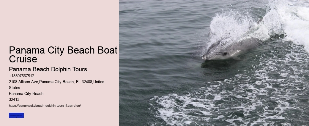 Dolphin Swim Ocean Secrets