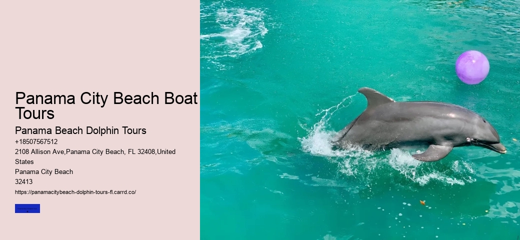 How Much Does It Cost To Swim With Dolphins In Panama City Beach