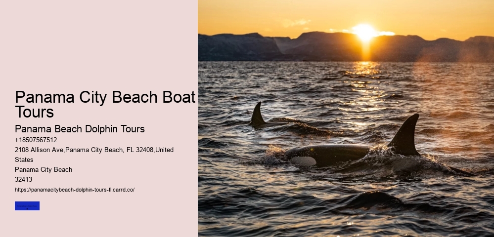 Shell Island Dolphin Tours Panama City Beach