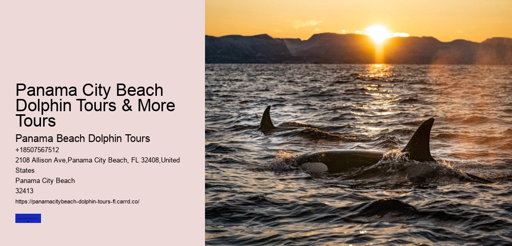 Panama City Beach Dolphin Tours & More Tours