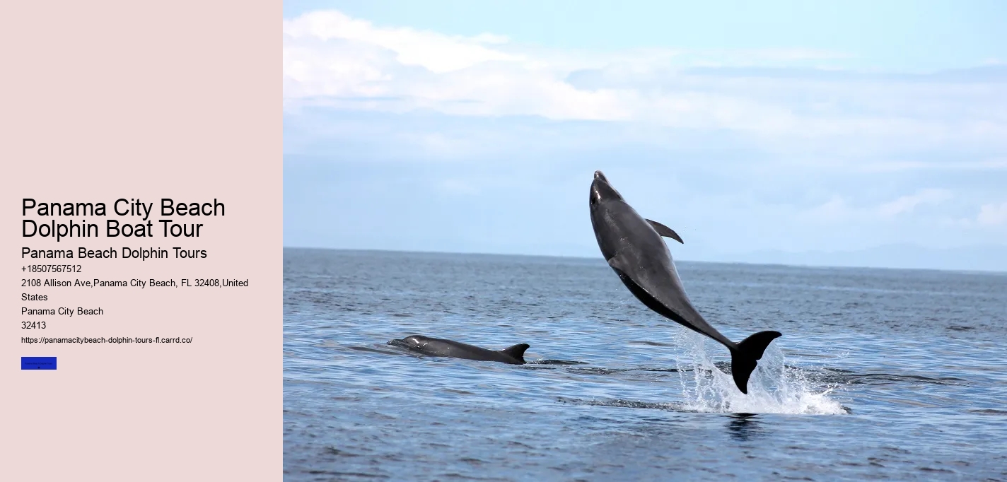 Beach Dolphin Tours