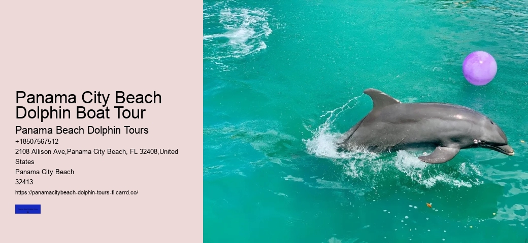 Find Out What Its Like To Swim With Dolphins