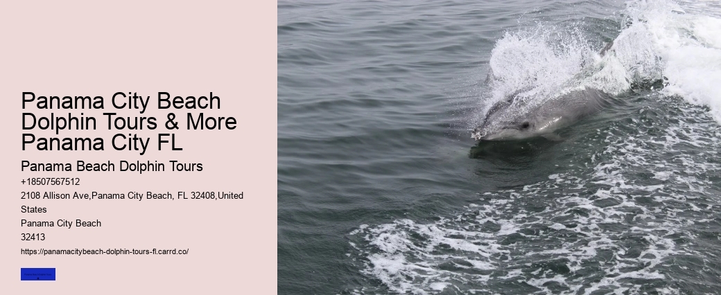 Wild Dolphin Tours