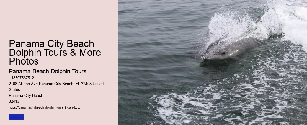 Can I Hug A Dolphin