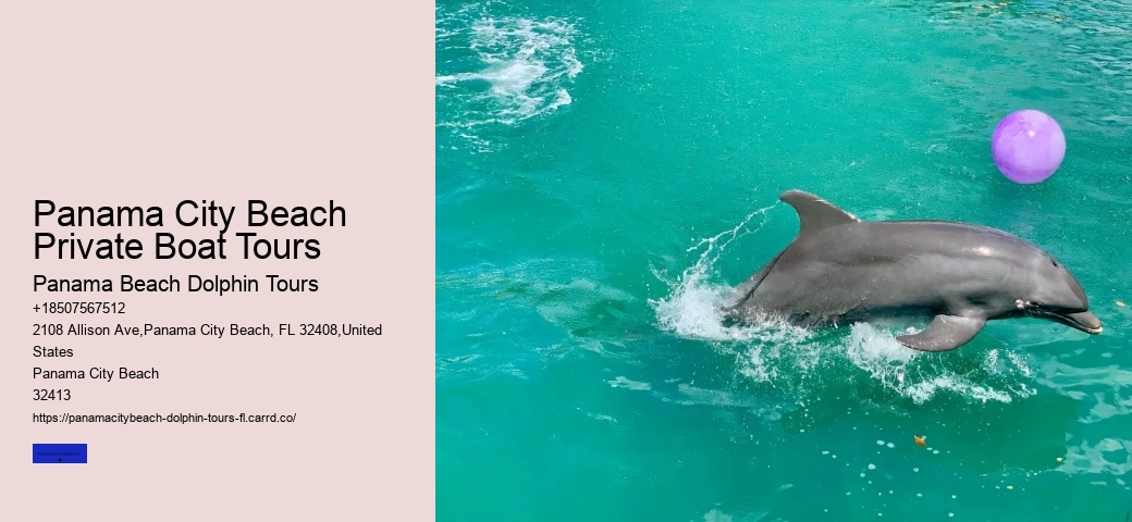 Dolphin Tour