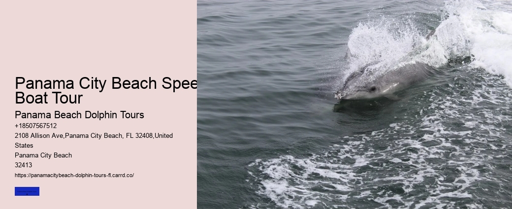 Swim With Panama City Resident Pod Of Wild Bottle-nosed Dolphins