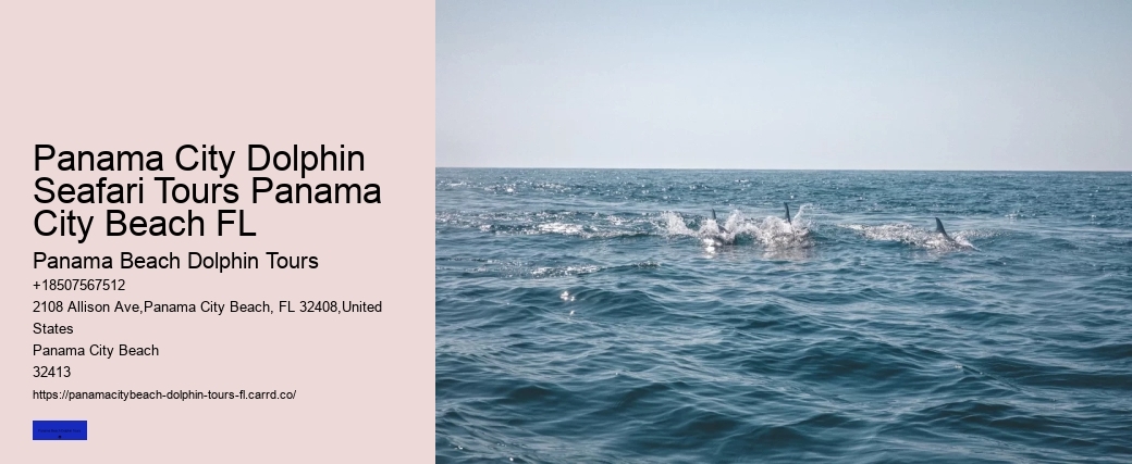 What Should You Not Do While Swimming With Dolphins