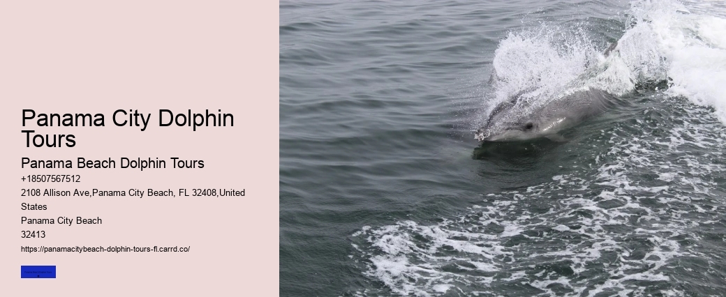 Which Beach Has The Most Dolphins