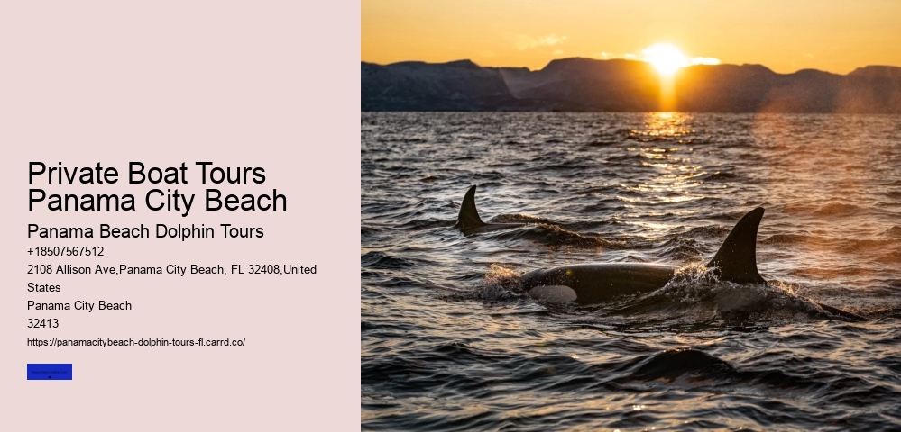 Panama City Beach Dolphin Tours Prices