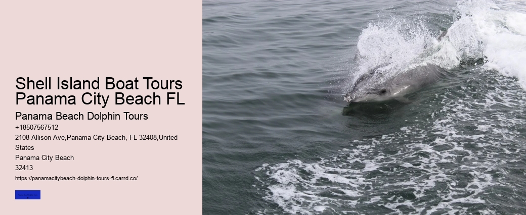 What Time Of Year Do Dolphins Come Out