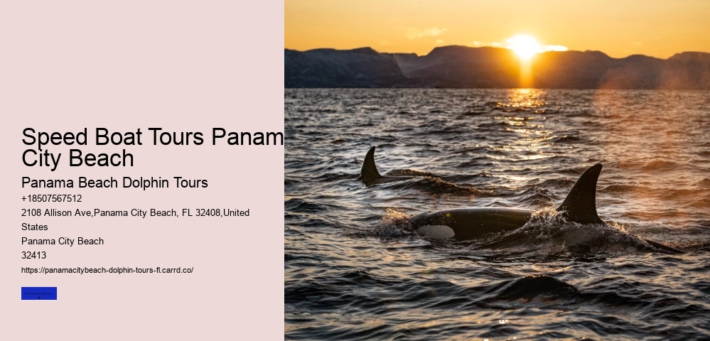 Dolphin Sightseeing