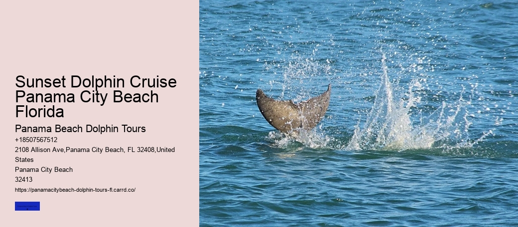 What To Do If A Wild Dolphin Approaches You