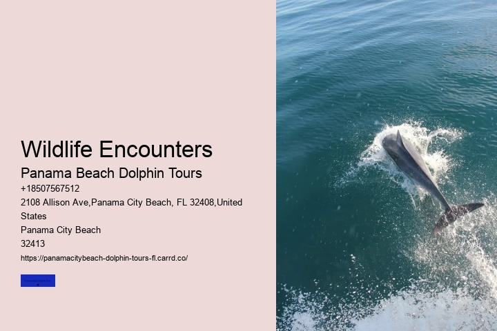 8 Rarely Seen Dolphin Species