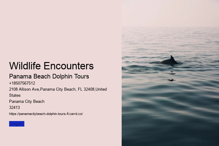 The Best Places In The World To See Wild Dolphins