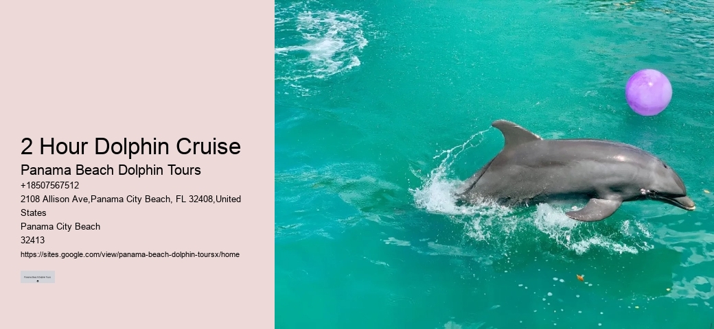 2 Hour Dolphin Cruise