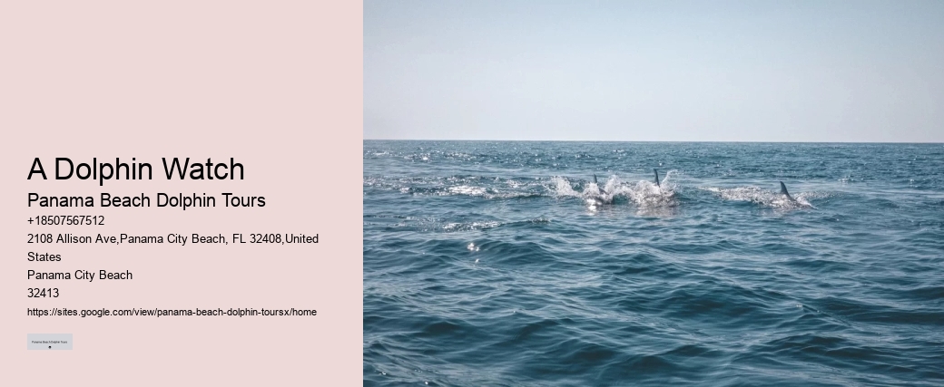 Dolphin Tours Panama City Beach