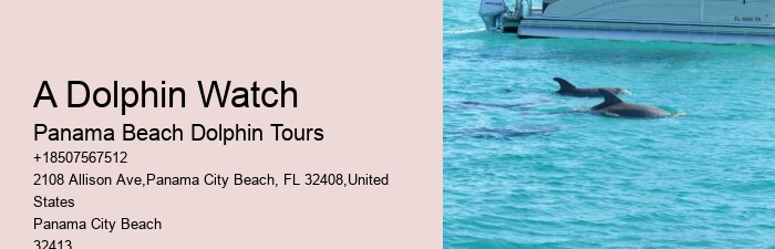 Beach Dolphin Tours