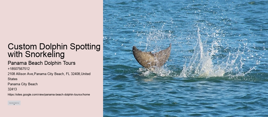 Bespoke Dolphin Encounter with Snorkeling