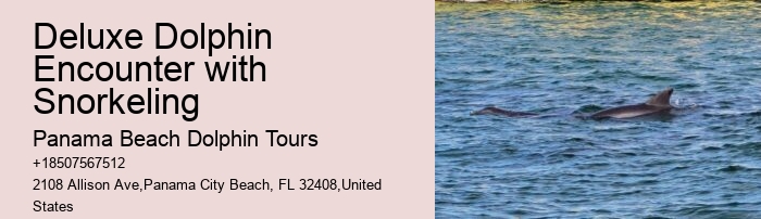 Tailored Dolphin Watching with Snorkeling