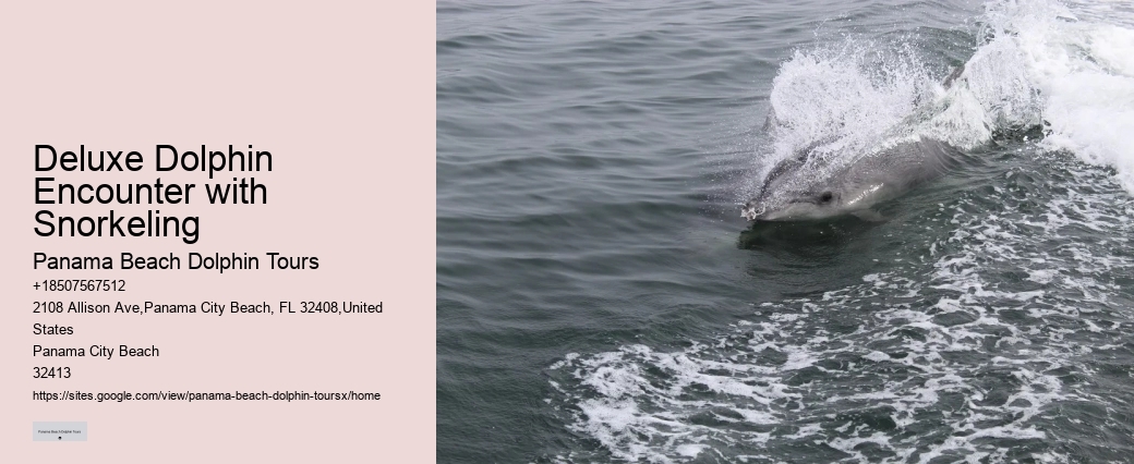 Split Thrilling Speedboat Dolphin And Snorkeling Tours