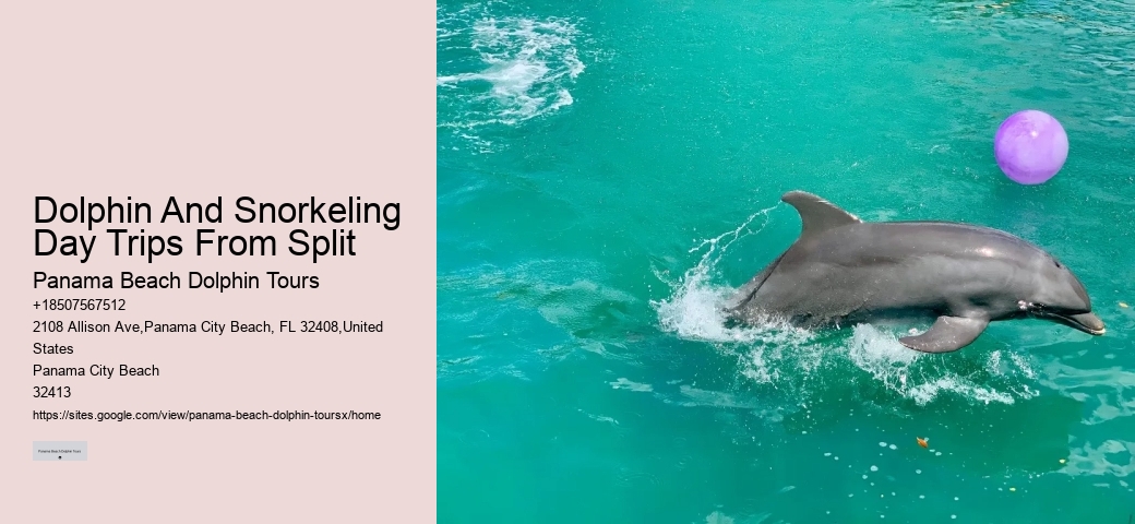Dolphin And Snorkeling Day Trips From Split