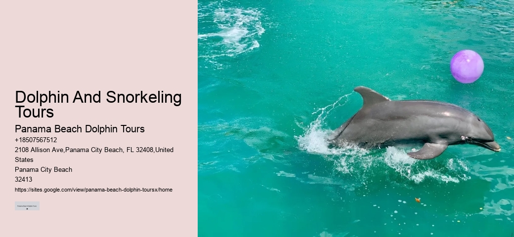 Dolphin And Snorkeling Tours