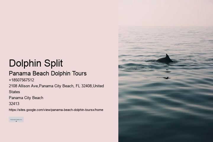 Guided Dolphin Encounter with Snorkeling