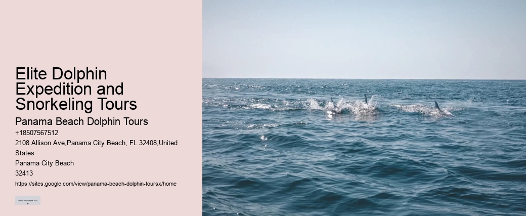 How Much Does It Cost To Swim With The Dolphins At Dolphin Cove