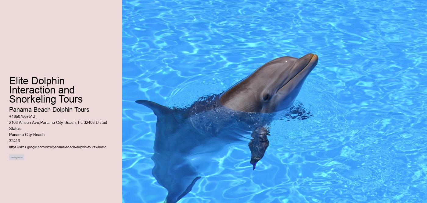 Elite Dolphin Interaction and Snorkeling Tours