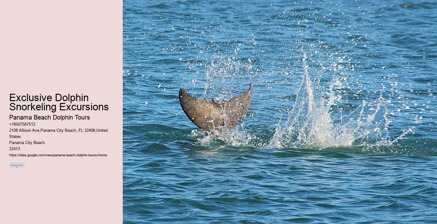 VIP Dolphin Swim and Snorkeling Tours