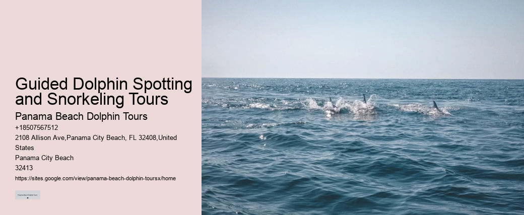 How Much Does It Cost To Swim With The Dolphins In Panama City Beach