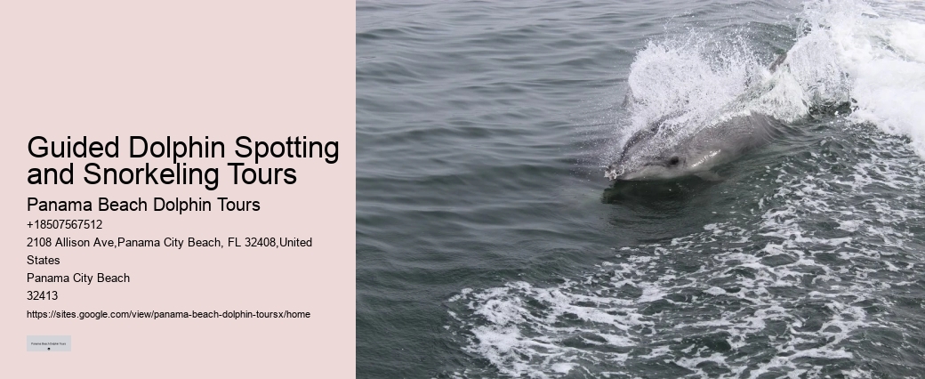 Blue Dolphin Tours Panama City Beach Fl